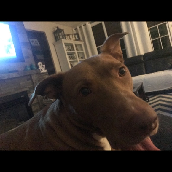 Meet your Posher, Trish - Picture 2 of 4